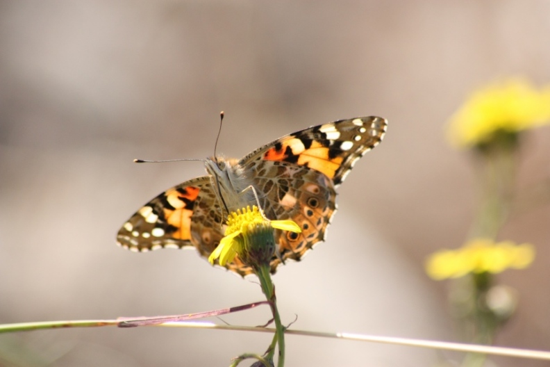 Ninfalidi e Ninfalidi satiridi